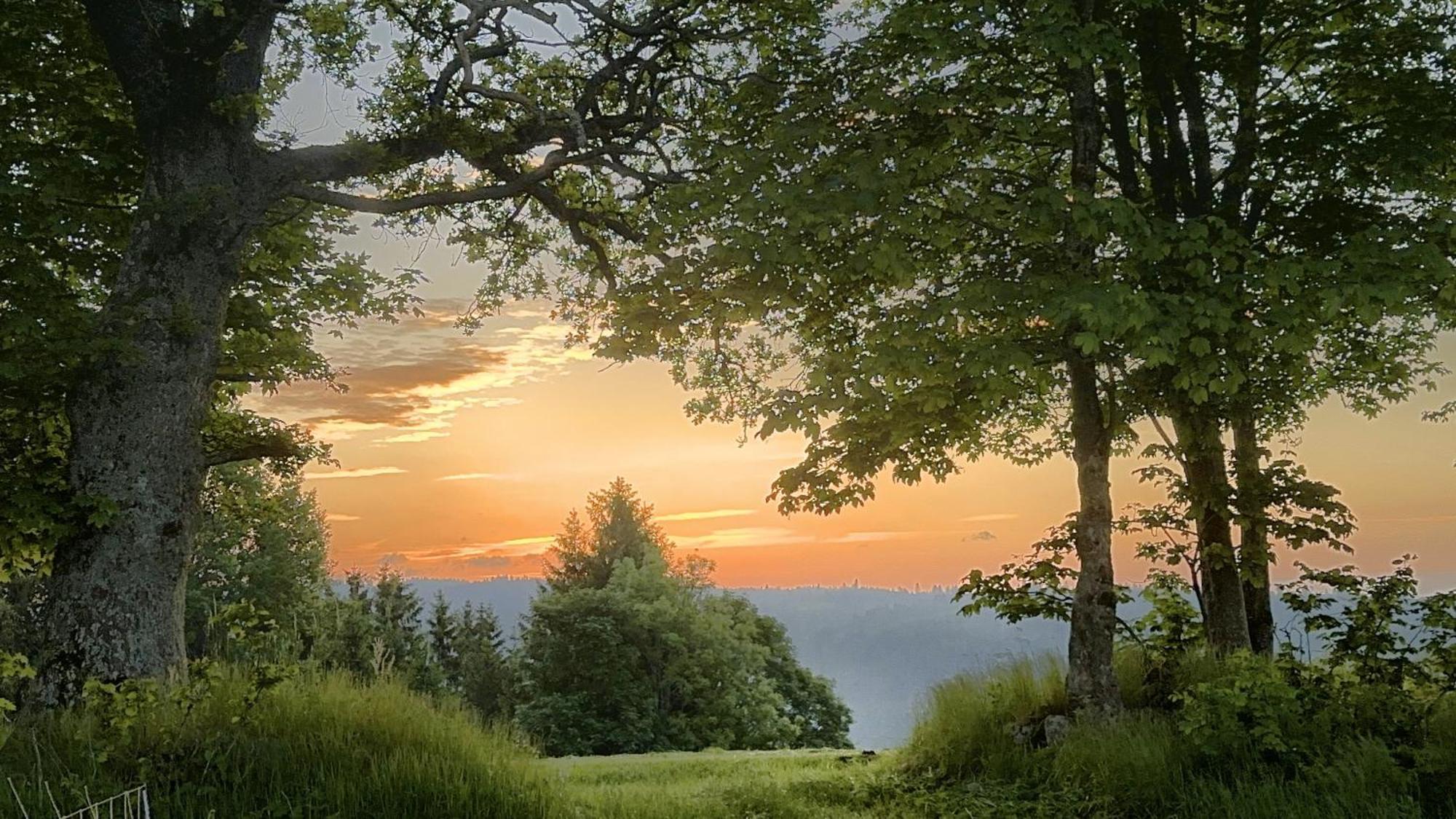 Haus Schlageter Leilighet Dachsberg im Schwarzwald Eksteriør bilde